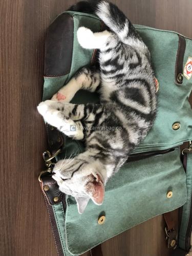 Laptop Bag Reviews (30)